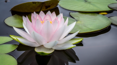 Biglietto d'auguri personalizzato flower